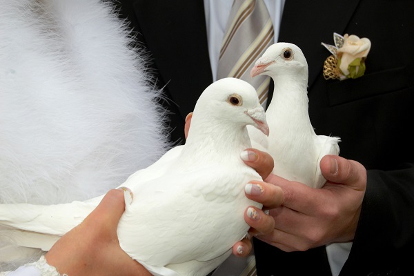 Bride And Groom Holding A Couple Of Dove In Their Hands - Representing The Symbol Of Love.